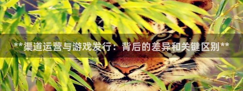 新城平台注册网址查询：**渠道运营与游戏发行：背后的差异和关键区别**